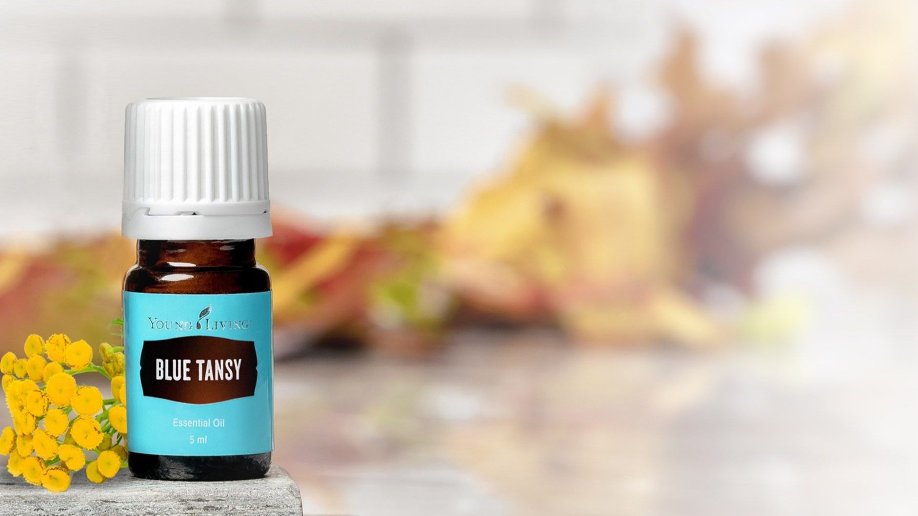 Blue Tansy Intro