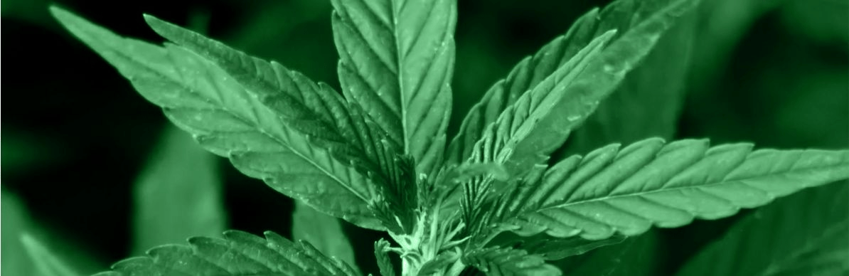 CBD Intro