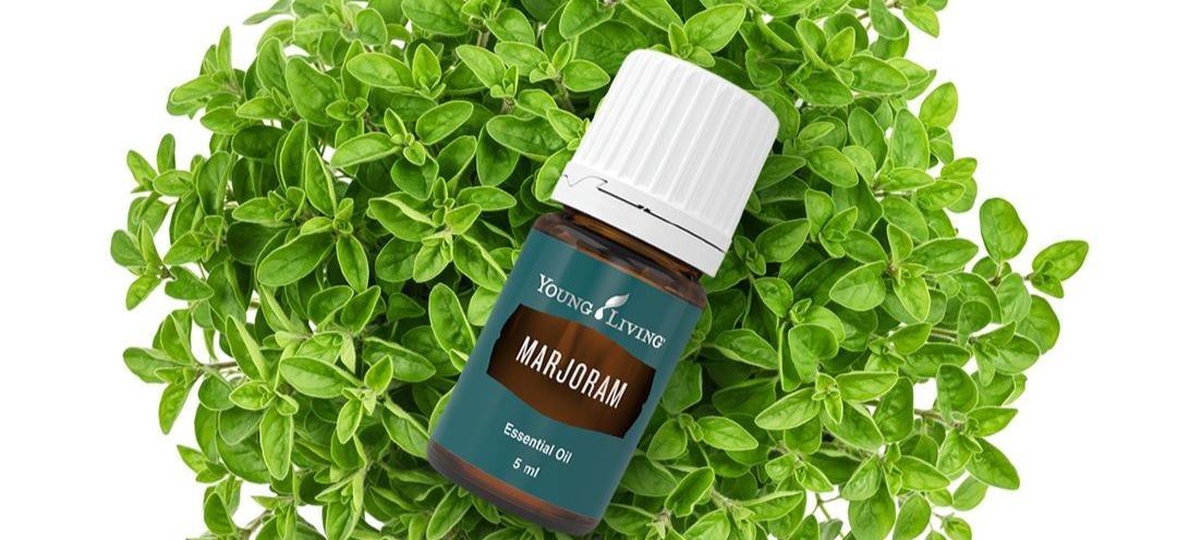 Marjoram Intro